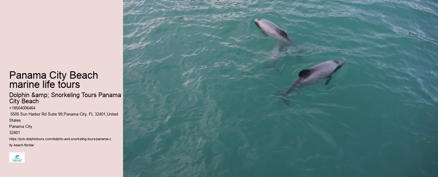 Dolphin Tours Near Panama City Beach