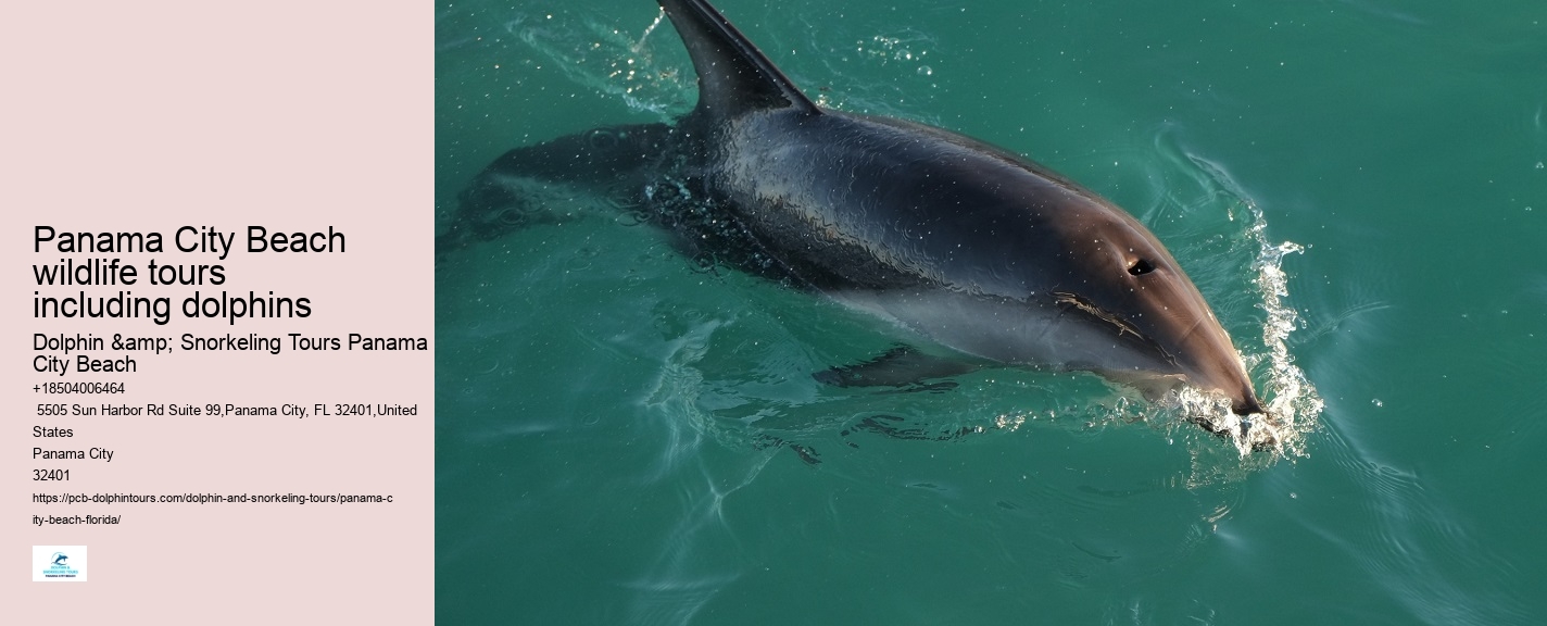 Dolphin And Snorkeling Tours Panama City Beach Fl