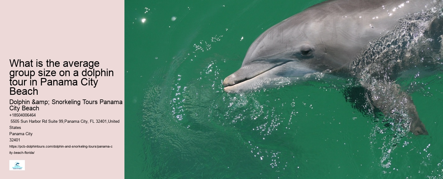 Shell Island Dolphin Tours Panama City Beach Fl
