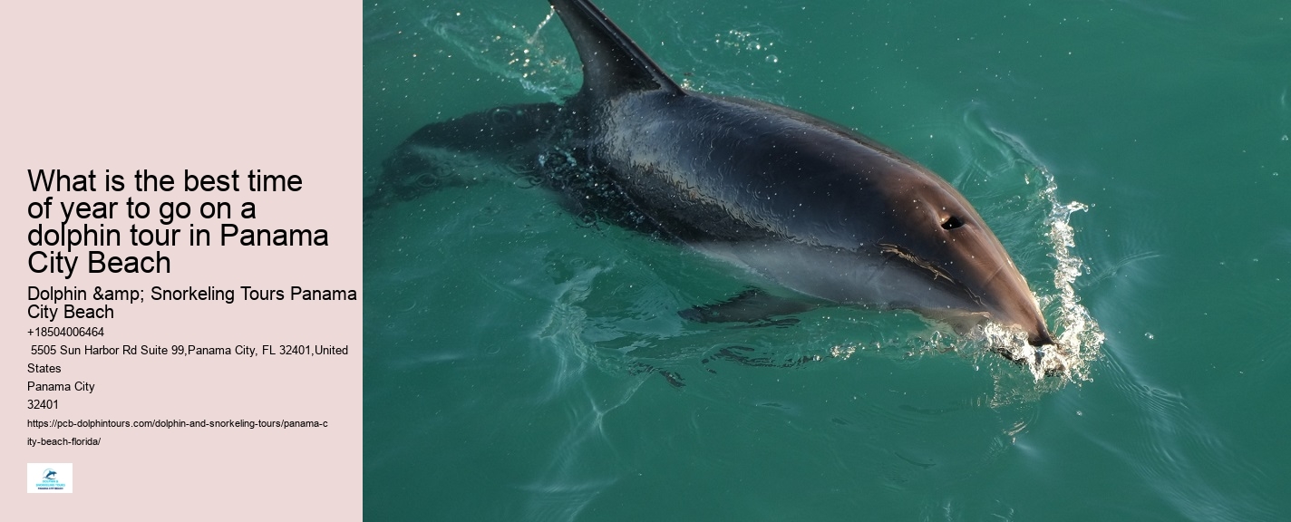 Where In Florida Do You Swim With Dolphins