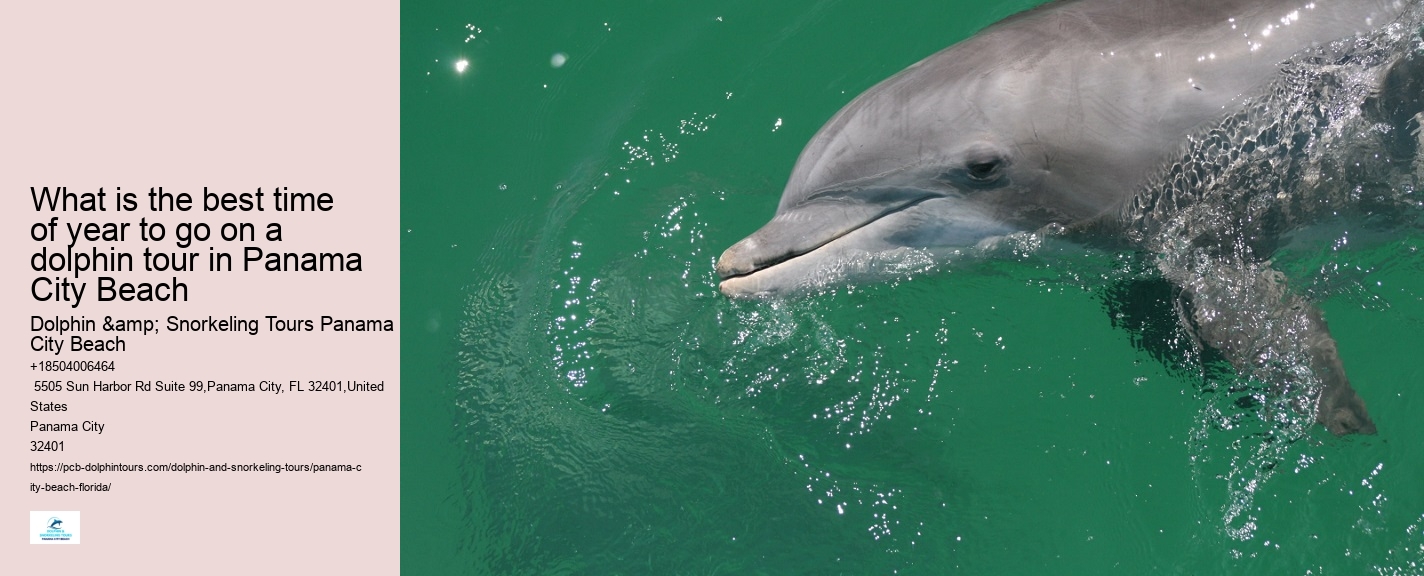 Where Can I See Wild Dolphins In Panama City Beach