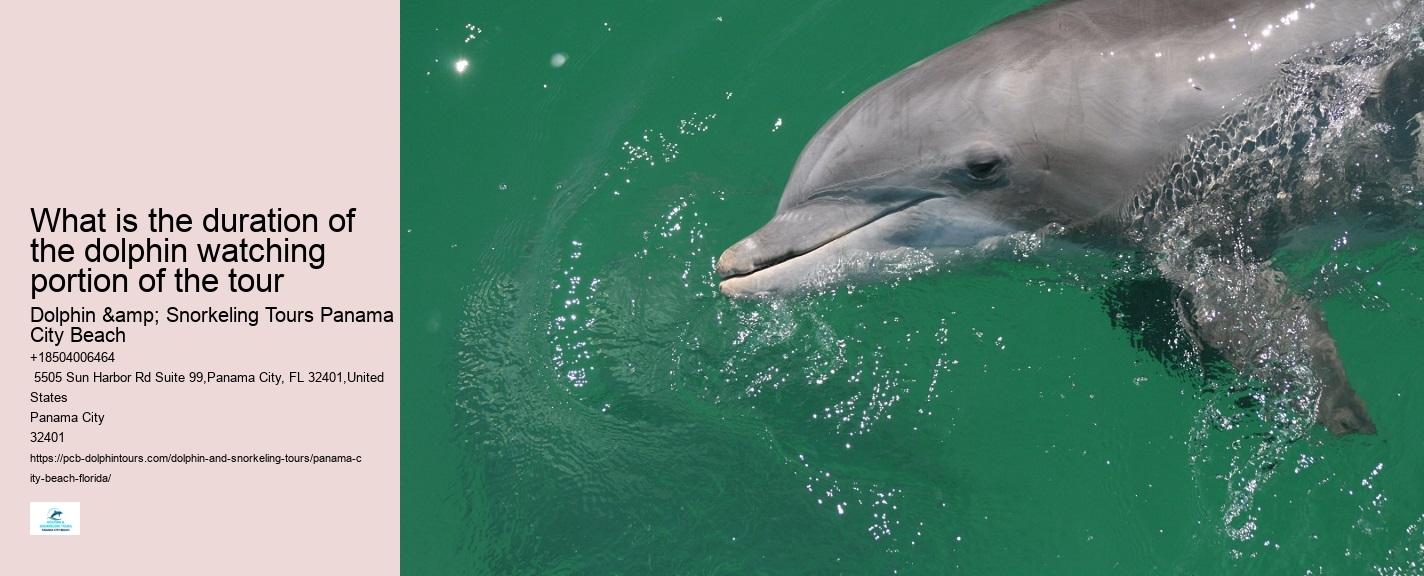 PCB Dolphin Watching Experiences
