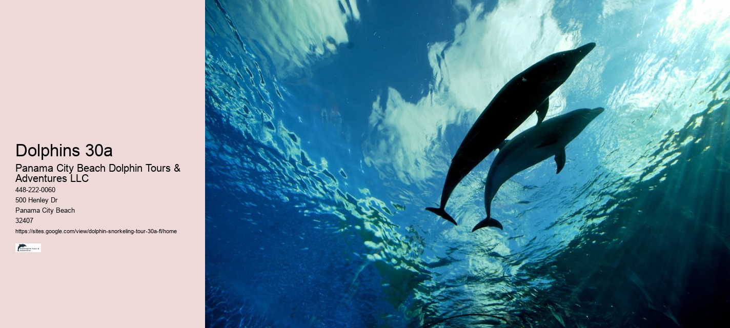 Dolphins 30a
