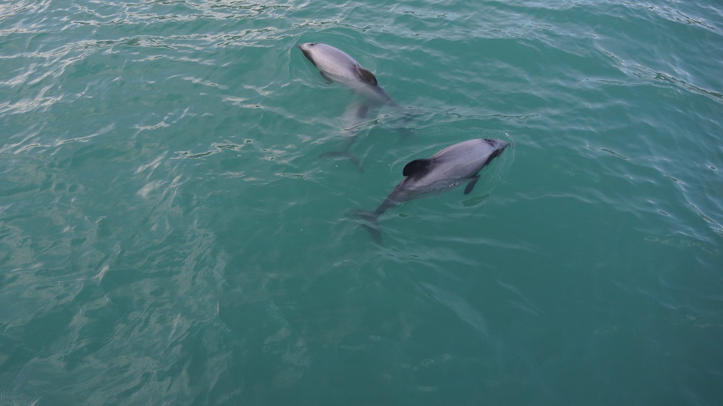 Panama City Beach Dolphin Tours & Adventures Xel-ha