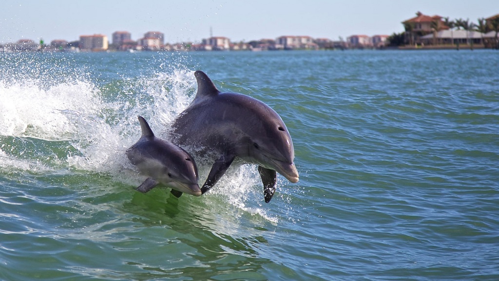 Blue Dolphin Tours Panama City Beach Fl