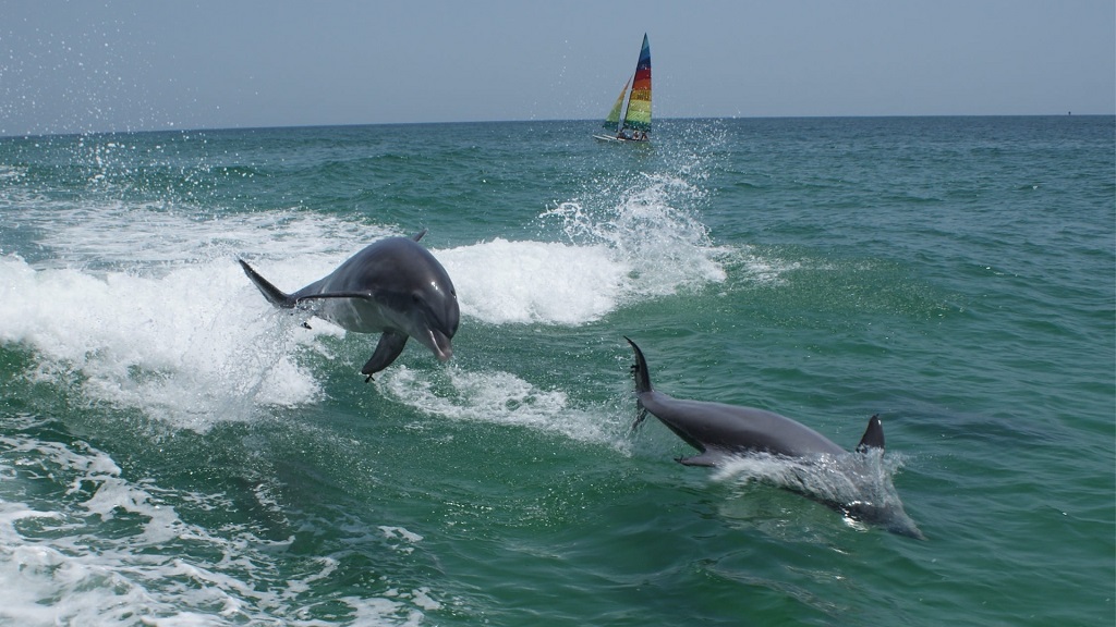 Panama City Beach Dolphin Tours & Adventures Madison