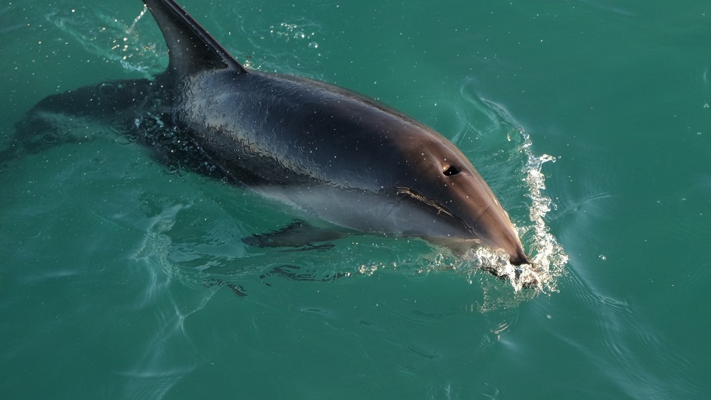 Panama City Beach Dolphin Tours & Adventures Renewables