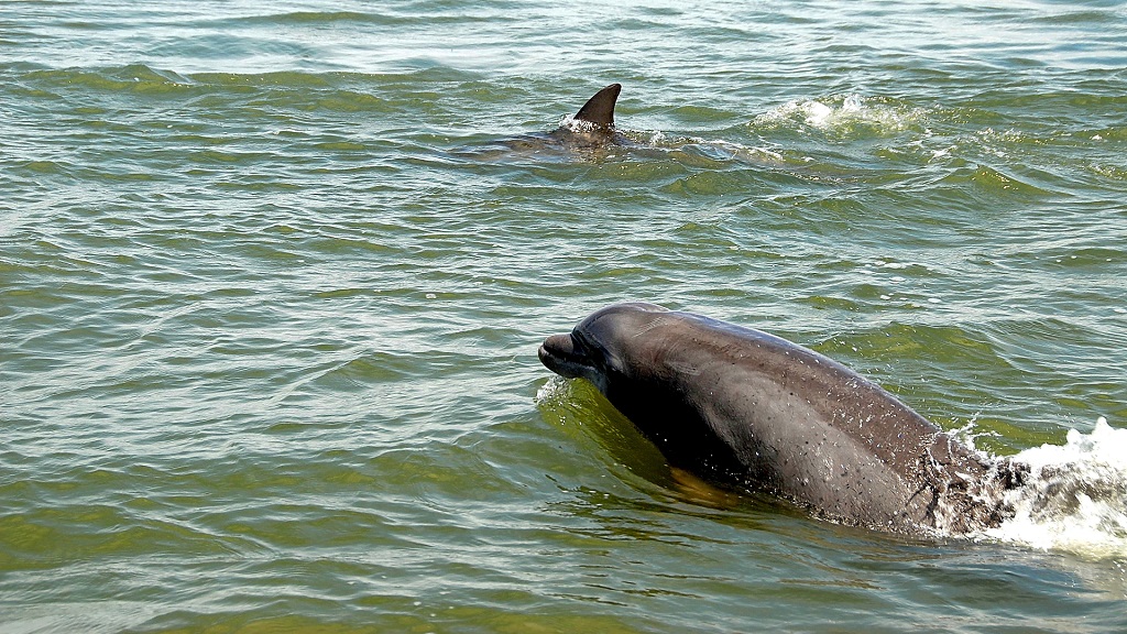Panama City Beach Dolphin And Snorkel Tours