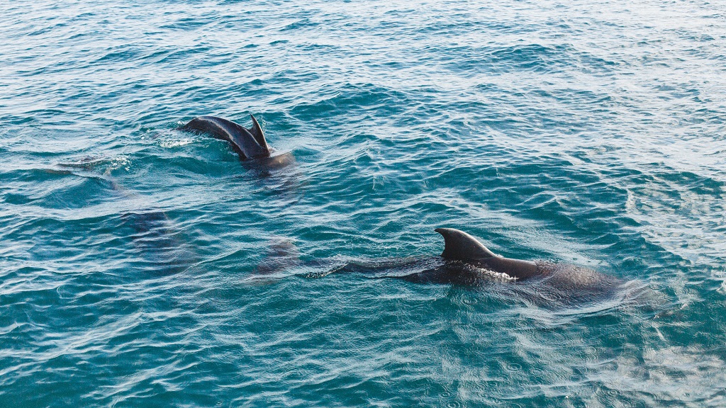 Panama City Beach Dolphin Tours & Adventures Dell