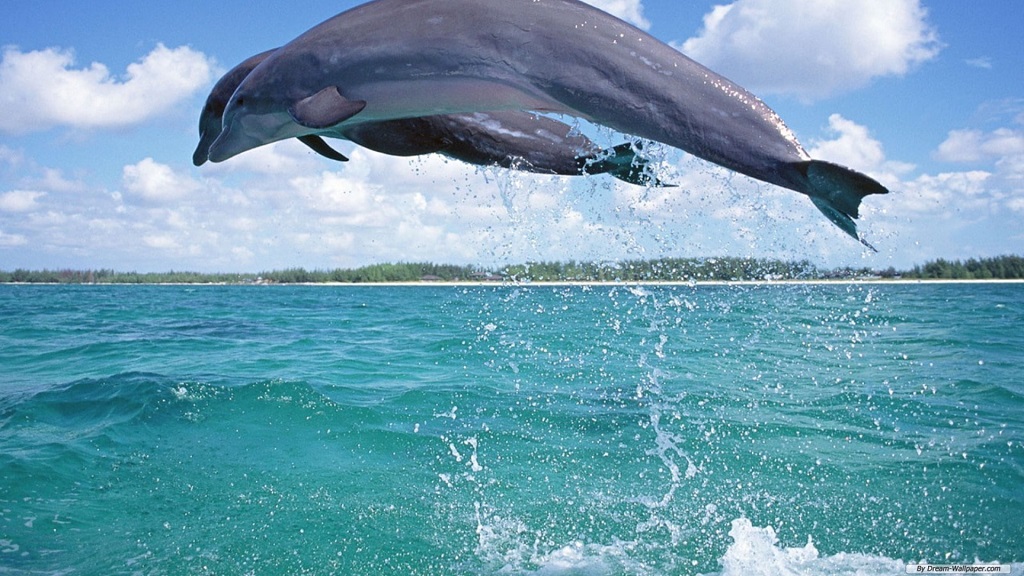Panama City Beach Dolphin Tours Adventures 3914