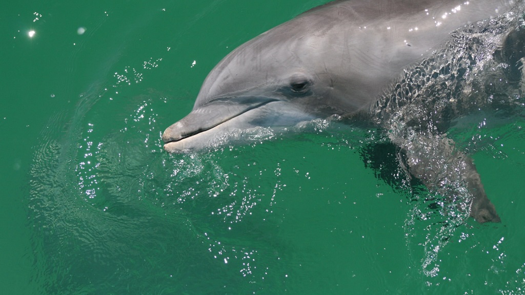 Panama City Beach Dolphin Tours & Adventures Henderson La