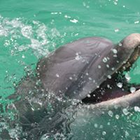 Why do dolphins chuff