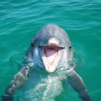 Do dolphins protect humans from sharks