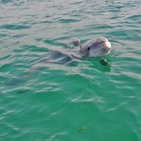 Panama City Beach Dolphin Tours Low Tide
