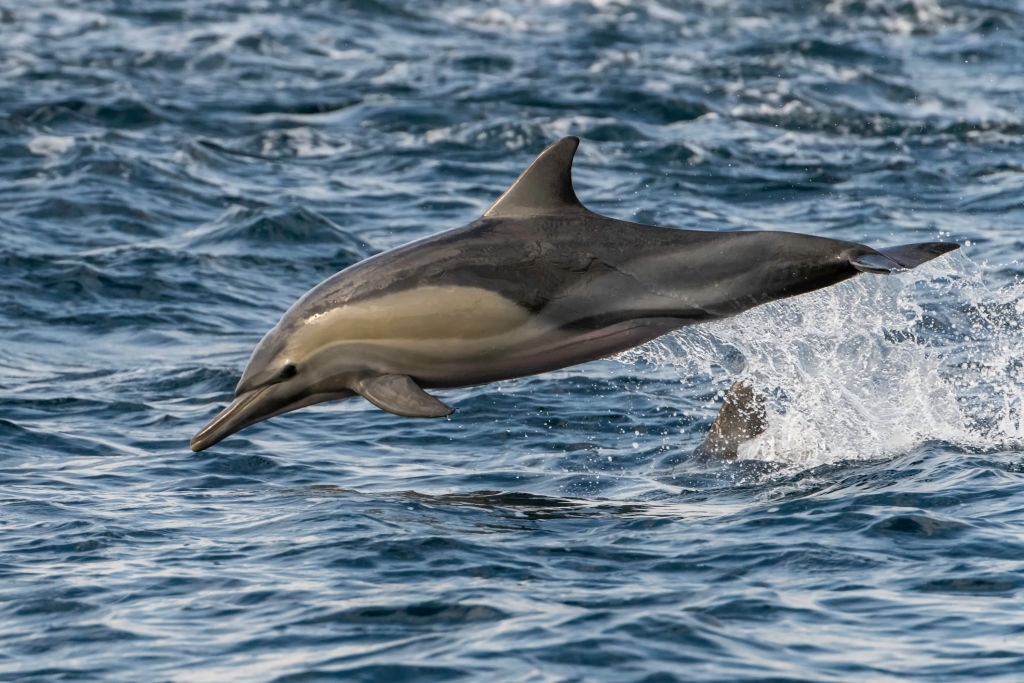 Private Dolphin Tours Panama City Beach