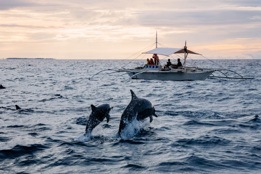 Panama City Beach Dolphin Tours Grant