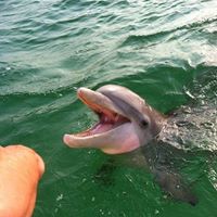 Where can you touch dolphins in Florida
