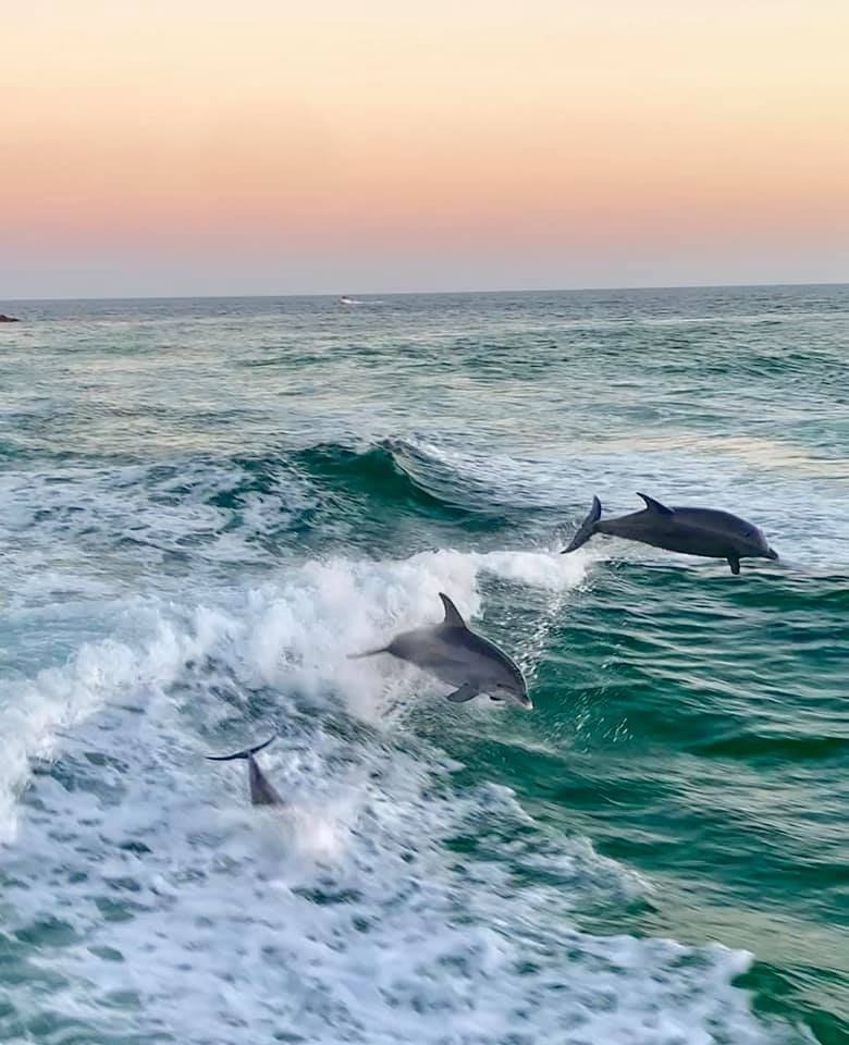 Your trip will take you to Panama City, where you can swim with the resident pod of wild bottlenosed dolphins. You will find us in Panama City Beach. We are also near Santa Rosa Beach. Rosemary Beach. Santa Rosa Beach. Mexico Beach. Cape San Blas.