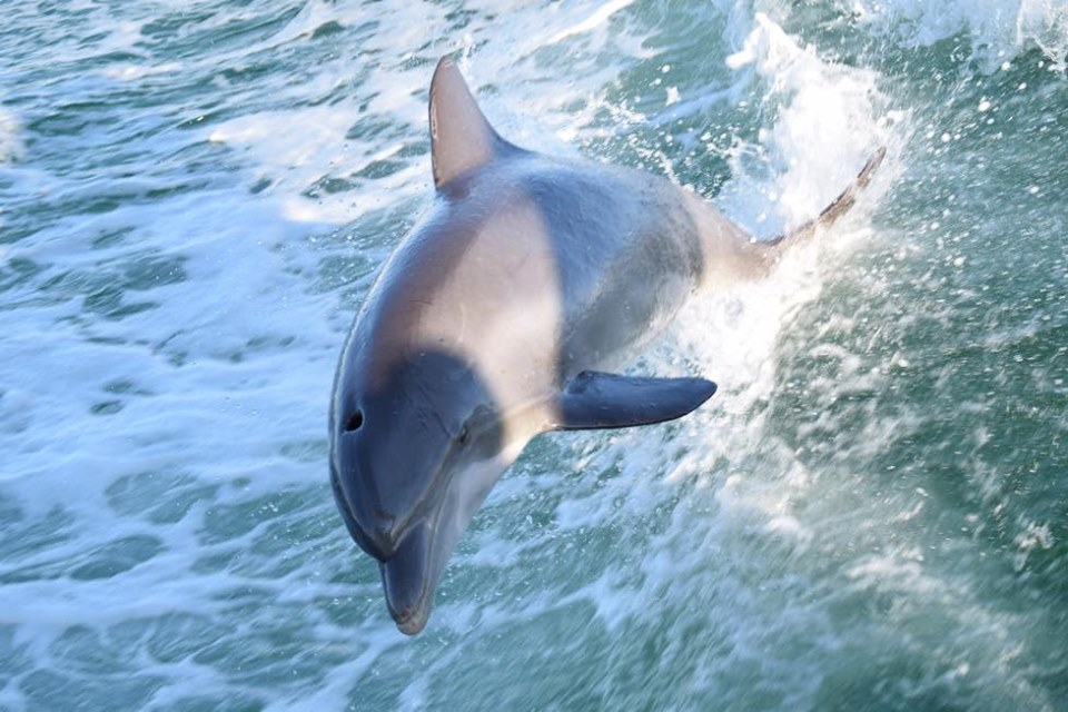 Do you want to go on a fun seafari near Panama City Beach, Panama? Panama City Beach Snorkeling & Dolphin Tours LLC offers the best guided snorkeling trips, dolphin excursions and pontoon boat rentals.