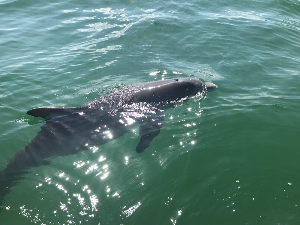 Dolphin and Snorkeling Tours Panama City Beach FL