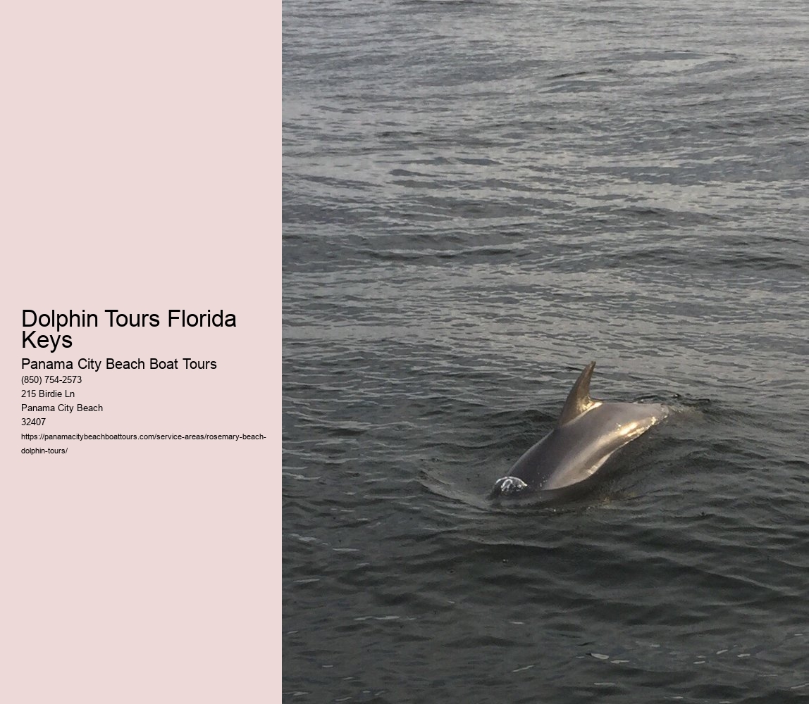 Dolphin Tours Florida Keys