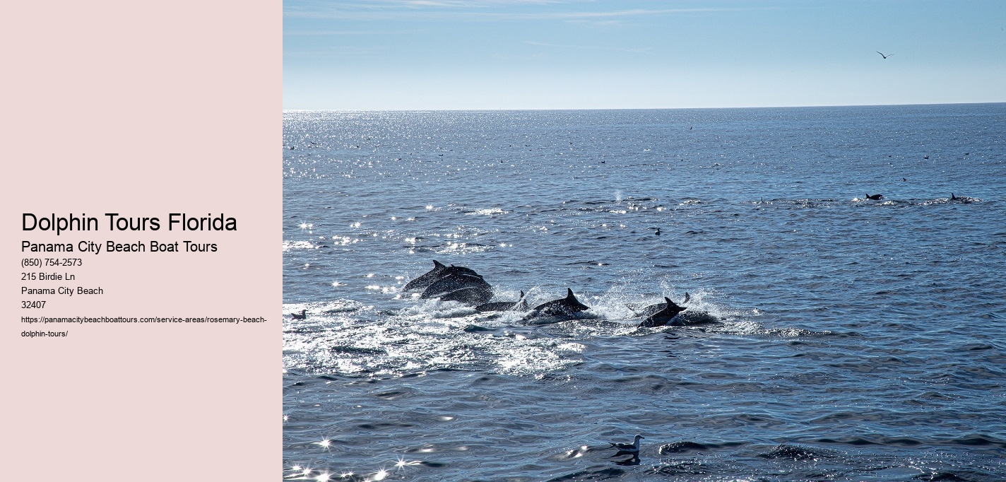Dolphin Tours Florida