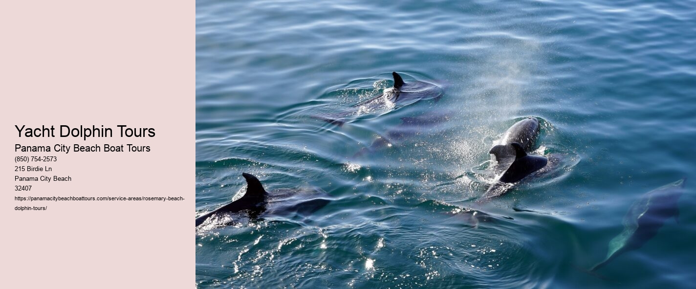 Yacht Dolphin Tours