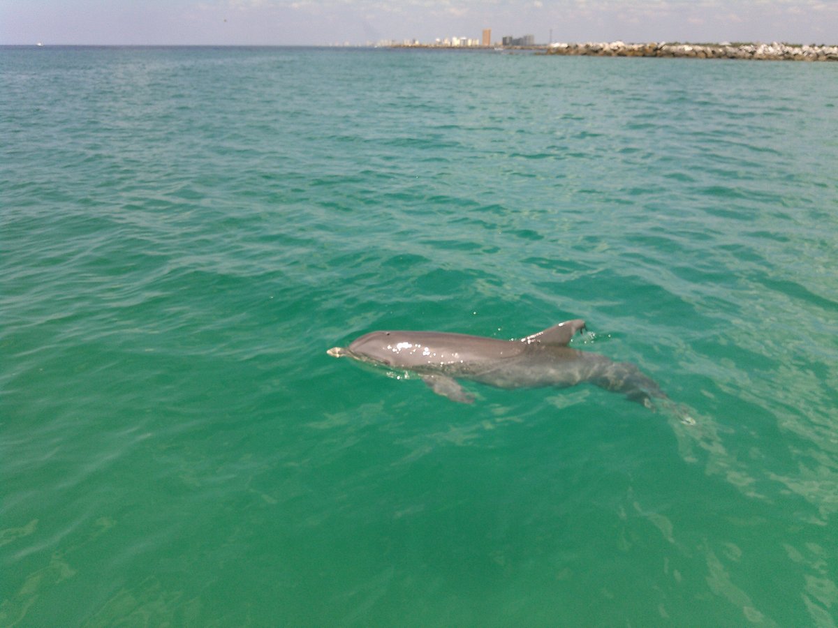 Can you see dolphins on Shell Island