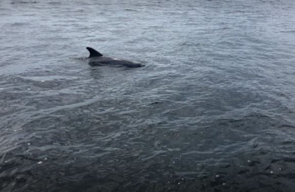 Shell Island Dolphin Tours Kiawah Island