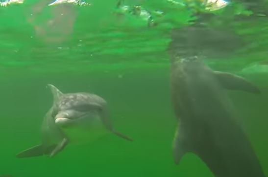 Shell Island Dolphin Tours Kice