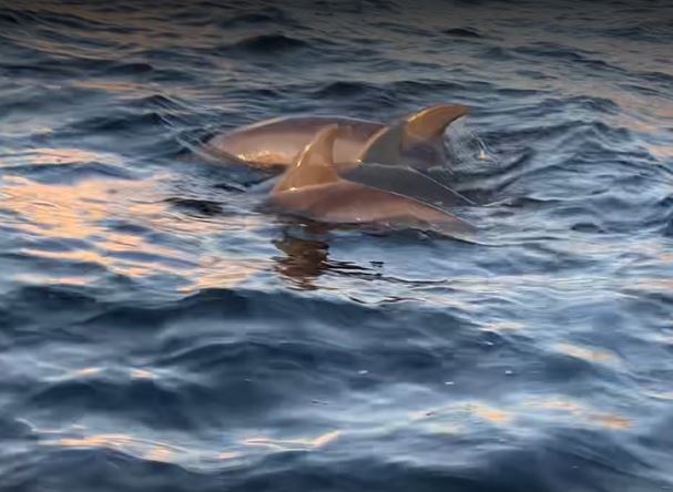 Shell Island Dolphin Tours Virginia Beach