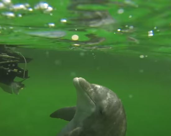Shell Island Dolphin Tours In Galveston Texas