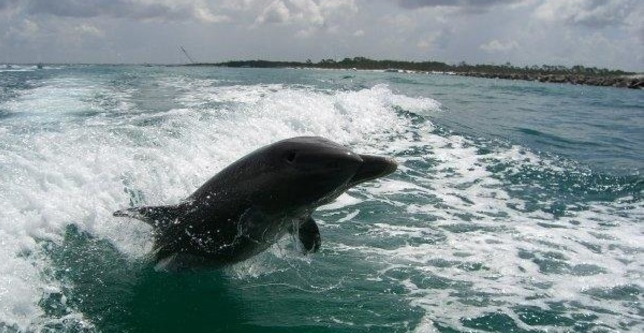 Shell Island Dolphin Tours Kice