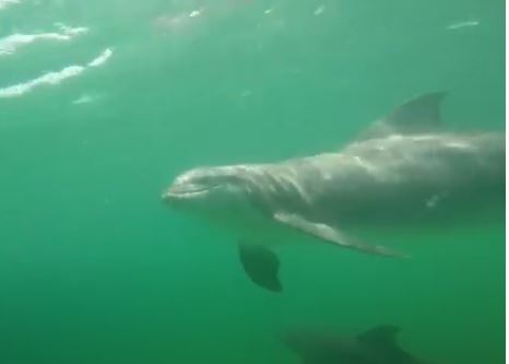 Shell Island Dolphin Tours Kayak