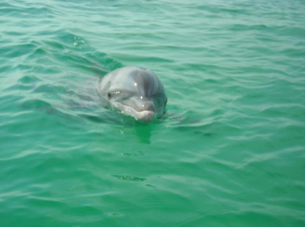 Can You Swim With Dolphins In Port Aransas