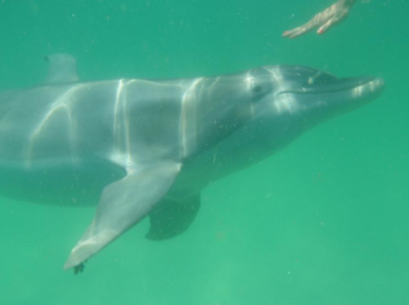 Shell Island Dolphin Tours Zanzibar