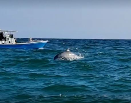 Shell Island Dolphin Tour