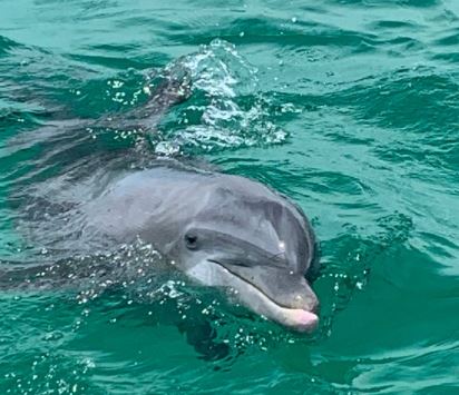 Shell Island Dolphin Swim
