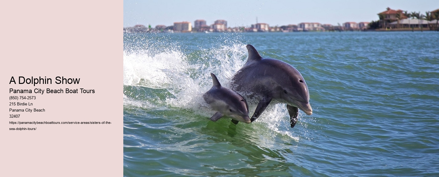 A Dolphin Show