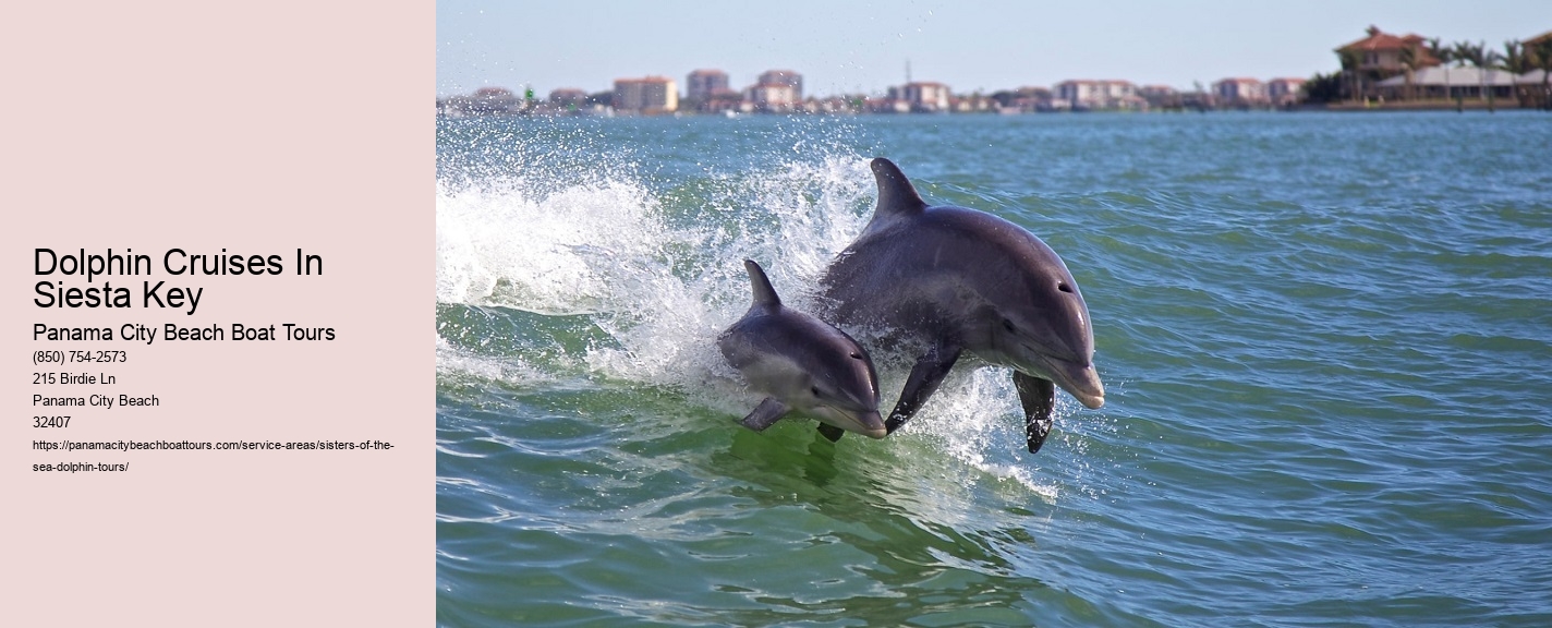 Dolphin Cruises In Siesta Key