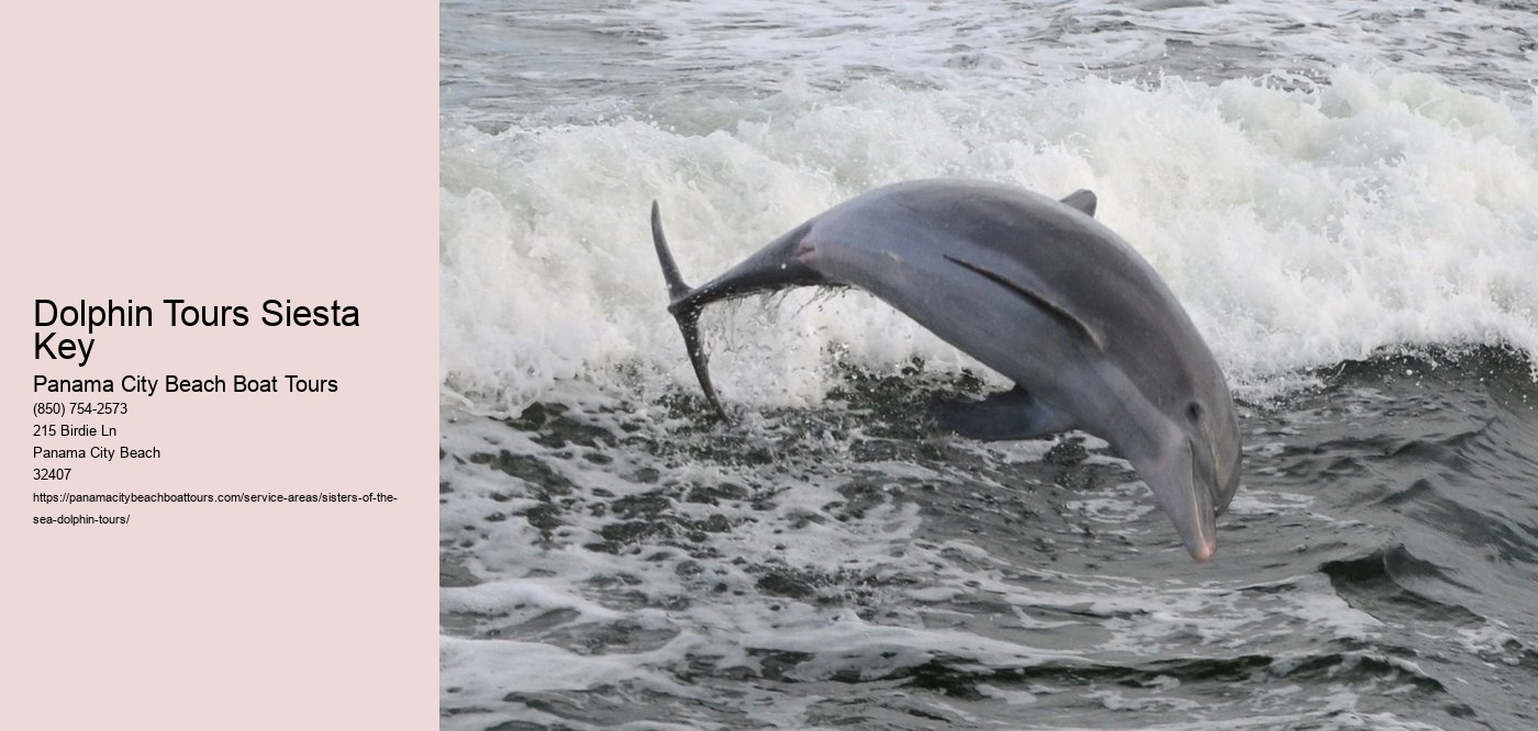 Dolphin Tours Siesta Key