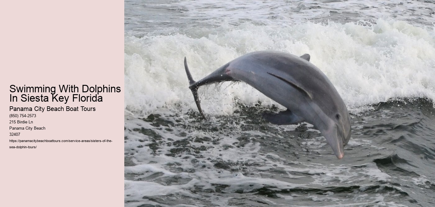 Swimming With Dolphins In Siesta Key Florida