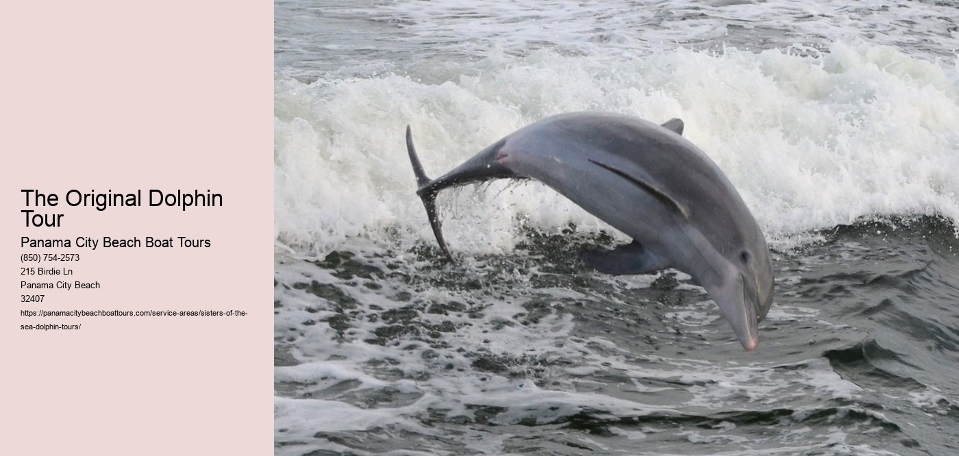 The Original Dolphin Tour