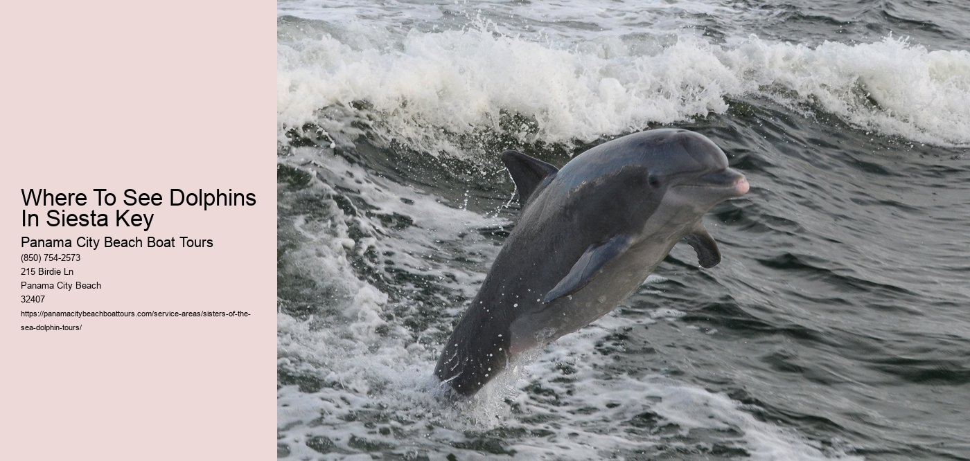 Where To See Dolphins In Siesta Key