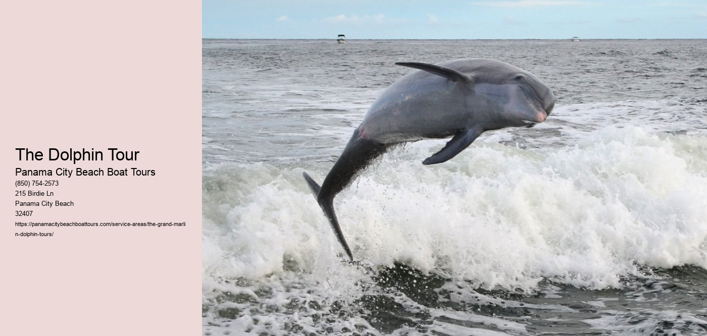 The Dolphin Tour